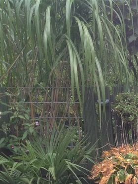 en een buitenaards wezen die een erg mooi plekje heeft gekregen in haar tuin .